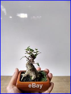 Mame Bonsai Ficus Microcarpa NICE ROOTS