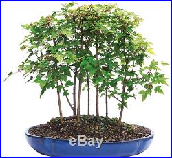 Maple Bonsai 7 Tree Forest, 3 Years Old, Small Growth Leaves Great Gift 13 Tray