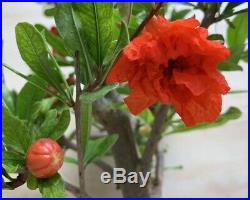 Mardi Gras Pomegranate Flowering Pre Bonsai Tree Flower Red Orange