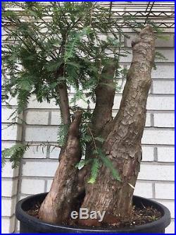 Massive Bald Cypress Knee Bonsai Tree
