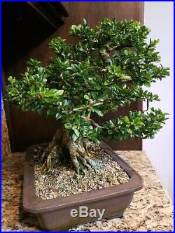 Massive Small Leaf Tintillo Bonsai Tree