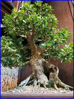 Massive Small Leaf Tintillo Bonsai Tree