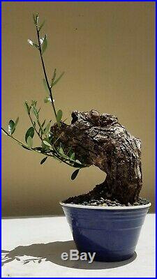 Mature Olive Tree, Bonsai Tree, SALE