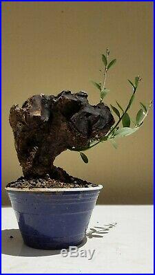 Mature Olive Tree, Bonsai Tree, SALE