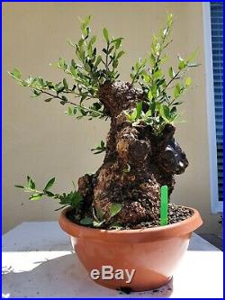 Mature Olive Tree, Bonsai Tree, Sale