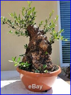 Mature Olive Tree, Bonsai Tree, Sale