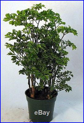 Ming Pre-Bonsai Tree Plant Polyscias Indoor 4 Pot