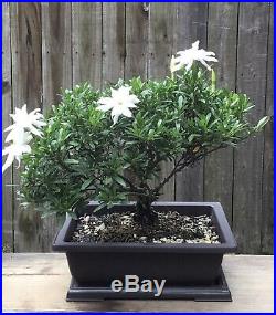 Miniature Gardenia Bonsai tree in a 10 inch plastic pot. Blooming in a few days
