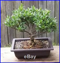 Miniature Gardenia Bonsai tree in a 10 inch plastic pot. Blooming in a few days
