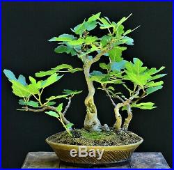 Mission fig Ficus carica bonsai small size