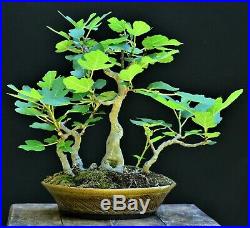 Mission fig Ficus carica bonsai small size