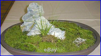 Moss Spores For Bonsai tree, Japanese Gardens, Indoor and outdoor