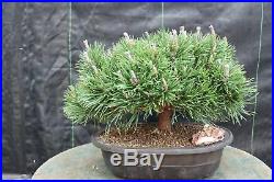 Mugo Pine Bonsai Tree
