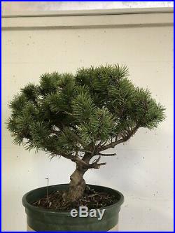 Mugo Pine Pre Bonsai tree Semi Trained