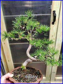 Mugo pine bonsai twisted trunk