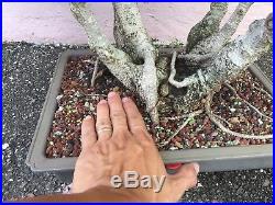Multi-trunk Tiger Bark Ficus Bonsai Tree In 10 14 Inches Plastic Container