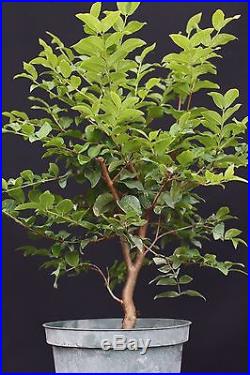 Myrciaria Jaboticaba Tropical Fruit Brazilian Tree Indoor Bonsai (LIVE PLANT)