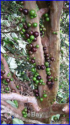 Myrciaria Jaboticaba Tropical Fruit Brazilian Tree Indoor Bonsai (LIVE PLANT)