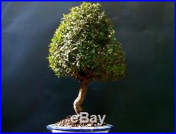 Myrtus Communis Tarentina Bonsai A special and exotic tree