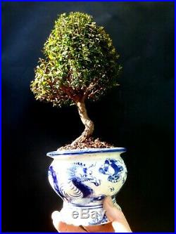 Myrtus Communis Tarentina Bonsai A special and exotic tree