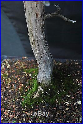 NEEDLE Juniper Specimen Bonsai Tree