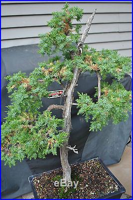 NEEDLE Juniper Specimen Bonsai Tree