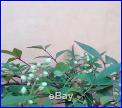 Nandina Specimen Bonsai Tree Shohin Nebari IN BLOOM