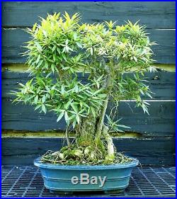 Narrow Leaf Ficus Indoor Specimen Bonsai Tree Tropical Import NLFST-515A