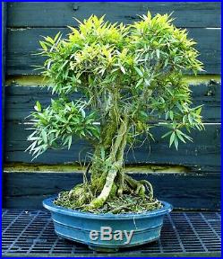 Narrow Leaf Ficus Indoor Specimen Bonsai Tree Tropical Import NLFST-515A