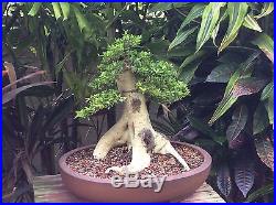Neea Buxifolia Bonsai Specimen Plant