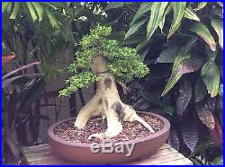 Neea Buxifolia Bonsai Specimen Plant