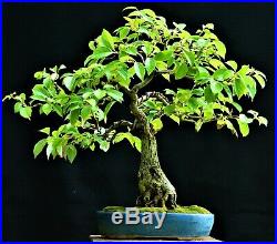 Nepal Camphor Tree (Cinnamomum glanduliferum) bonsai medium size