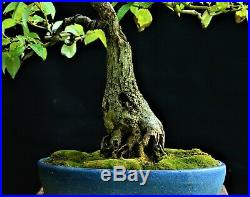Nepal Camphor Tree (Cinnamomum glanduliferum) bonsai medium size