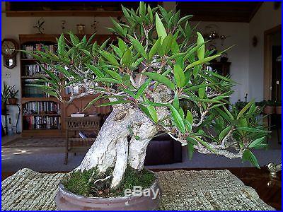 Nerifolia Ficus bonsai