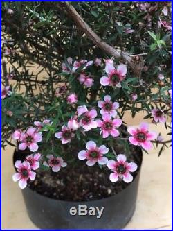 New Zealand Tea Tree Flowering Bonsai Pink Flowers Movement Specimen