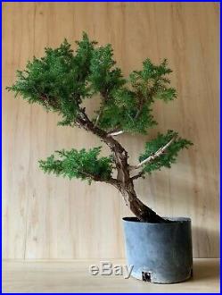 Nice Big Thick HUGE Specimen Foemina Juniper Pre Bonsai Tree Conifer Evergreen