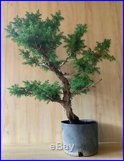 Nice Big Thick HUGE Specimen Foemina Juniper Pre Bonsai Tree Conifer Evergreen