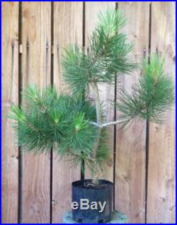 Nice Bosnian Pine Pre Bonsai Tree Thick Trunk Shohin Kifu Evergreen