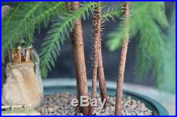 Norfolk Island Pine Bonsai Tree