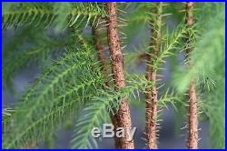 Norfolk Island Pine Bonsai Tree