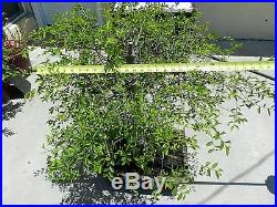 Old Chinese Elm Bonsai Tree, Sale