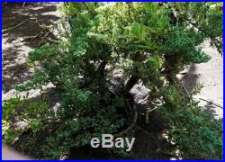 OLD JUNIPER For BONSAI (Ready for bonsai pot, Great trunk and branches)