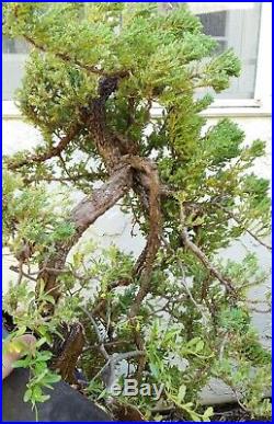 OLD JUNIPER For BONSAI (Ready for bonsai pot, Great trunk and branches)