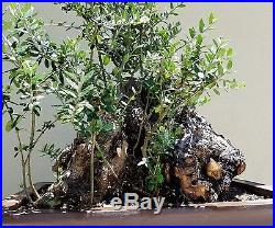 OLD Olive Tree, Bonsai Tree, SALE