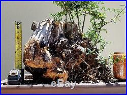 OLD Olive Tree, Bonsai Tree, SALE