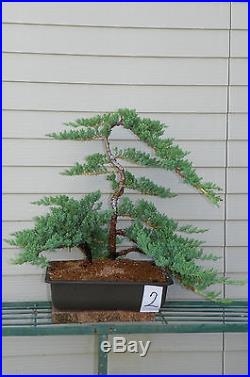 OLD Speciemen Japanese Dwarf Juniper Bonsai Tree #2