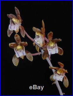 Oeceoclades roseovariegata, 2x Very Rare Seedling Species Orchid