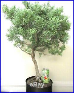 Old Blue Pfitzer Juniper for shohin mame bonsai tree thick trunk