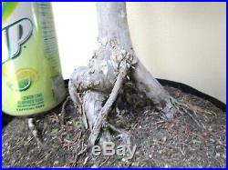 Old Blue Pfitzer Juniper for shohin mame bonsai tree thick trunk