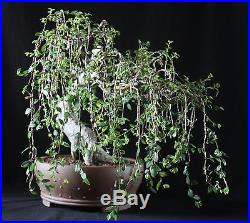 Old Bonsai-HUGE TRUNK! Chinese Elm, (Weeping Style)
